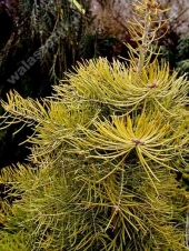 Abies concolor 'Wintergold' 